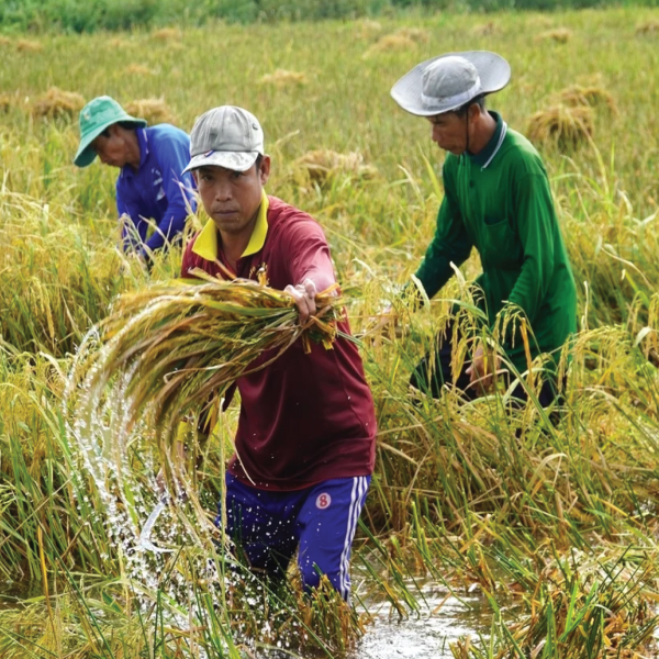 Dự án MCRP - khép lại 7 năm cùng ĐBSCL thích ứng biến đổi khí hậu