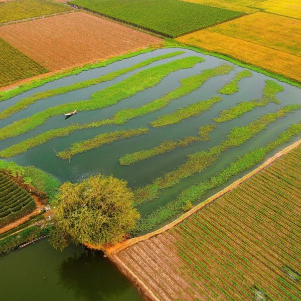 Gỡ khó cho rau an toàn