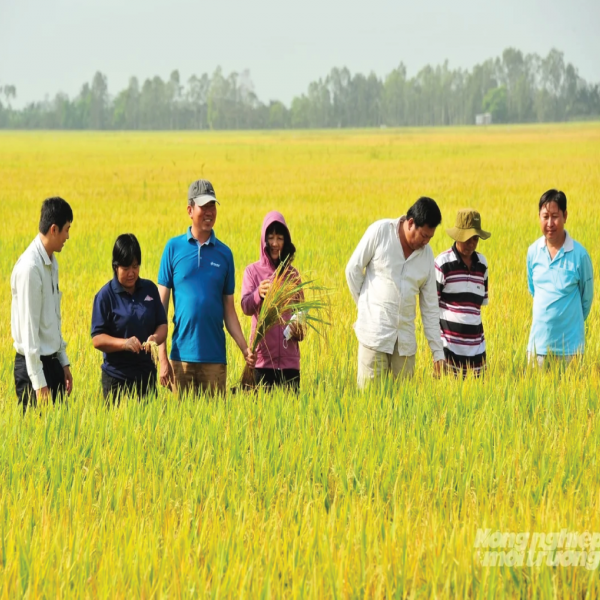 Khuyến nông An Giang vững vàng vượt biến động