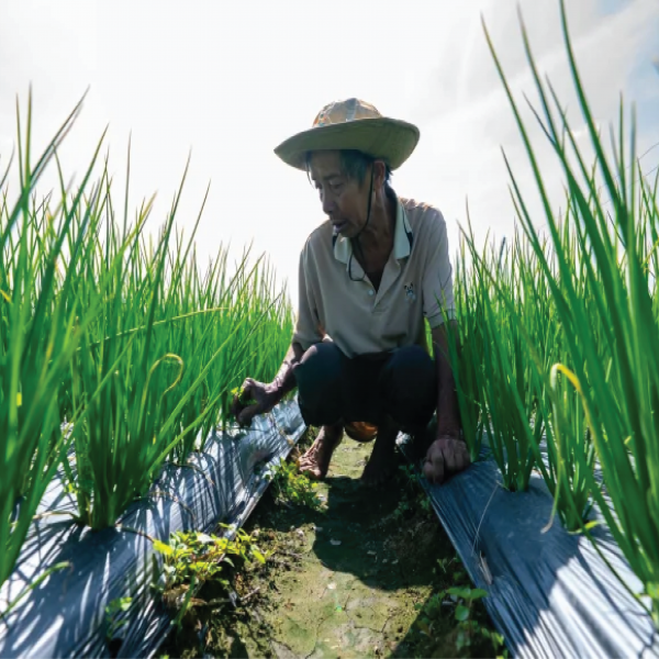 Làng rau VietGAP mướt xanh đón Tết