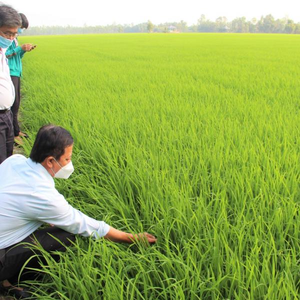 Phòng trừ sâu bệnh hại lúa giai đoạn hiện nay!