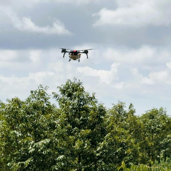 Sầu riêng mùa nghịch, lợi nhuận nhân đôi