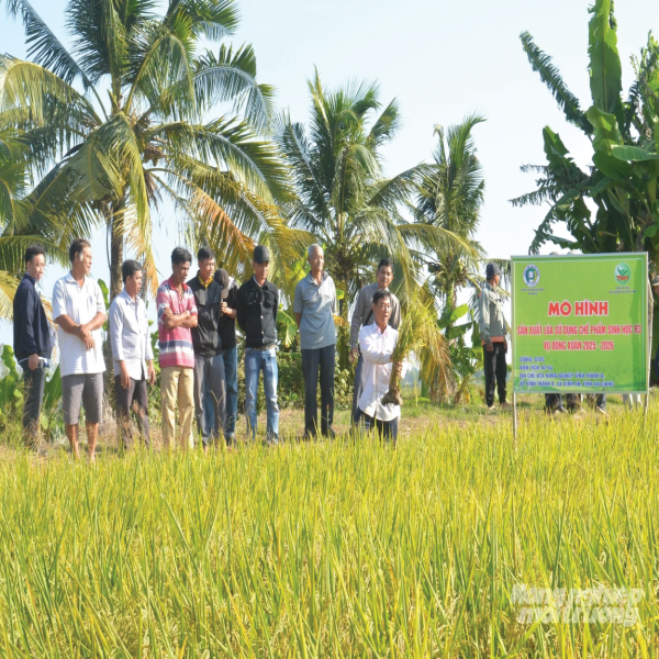 Xử lý rơm rạ tại ruộng: Đất thêm dinh dưỡng, nông dân thêm tiền